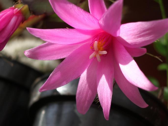 Ripsalidopsis floare