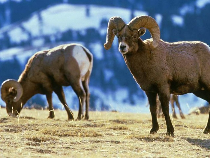 webshots1019 - Animale