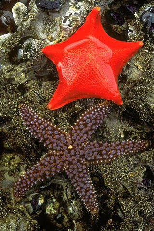 STEA DE MARE - poze muuuuuuuuuuuuuulte