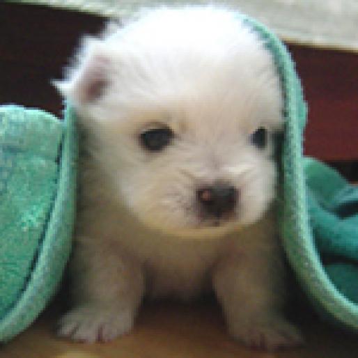 332200_331325_305042_cute_sweet_little_puppy - Animale si Flori si Peisaje