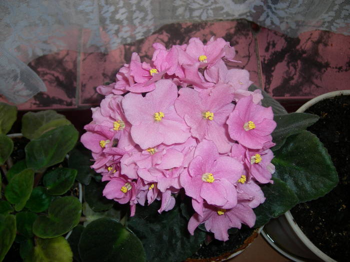 Violete de Parma