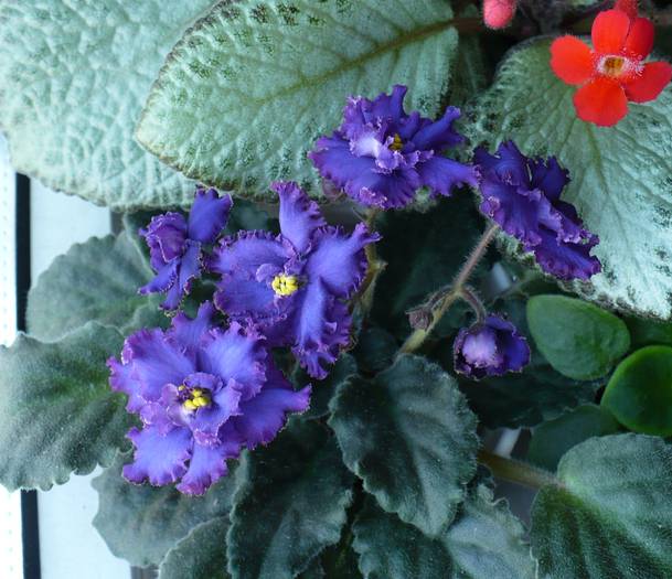 Ozio - sport - Saintpaulia - violete de camera