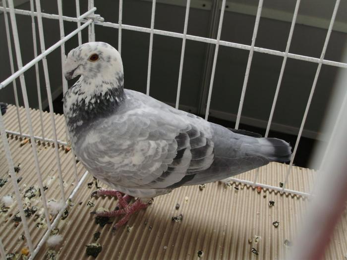 gbh 1 - 1506 3 porumbei s