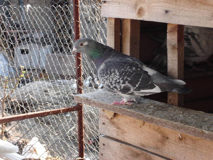 42 Femela 07 - E Porumbei Voiajor Standard Vechi
