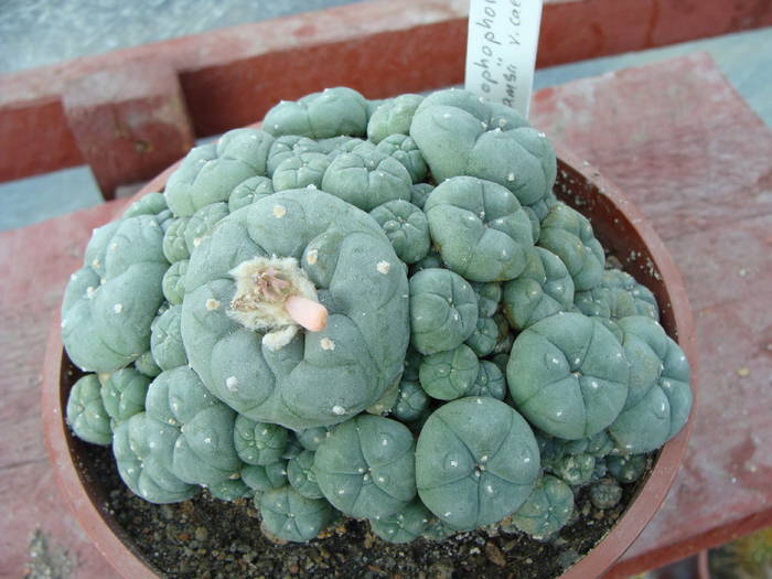 L. williamsii v.caespitosa