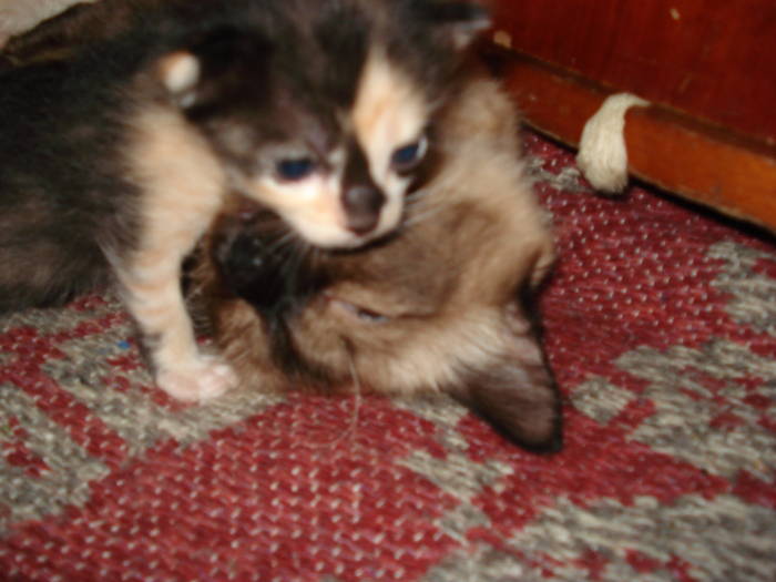 DSC09681 - ANIMALUTELE MELE