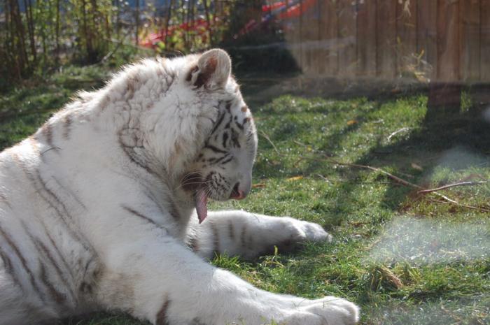 DSC_0166 - zoo amneville