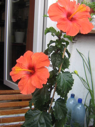 IMG_2201; hibi portocaliu
