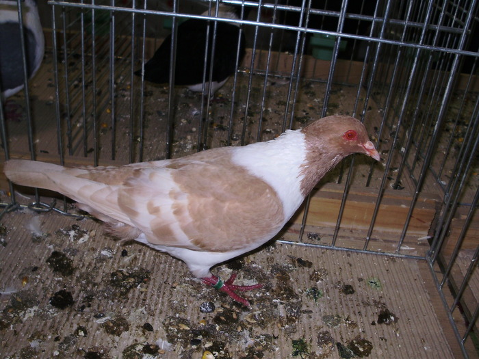 5783 ms 0