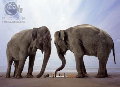poze_n_poze_cu_elefanti - elefanti