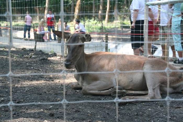  - Gradina zoologica tm