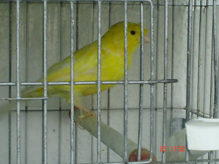 DSC03468 - PASARI CARE NU LE MAI AM - CANARI