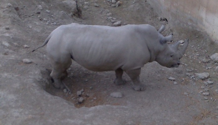 291120091124; rinocer alb
