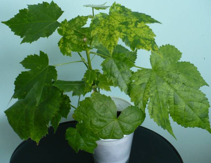 Abutilon pictum - ABUTILONI