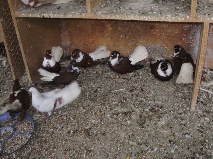 P9061400 - 1709 Marian Anghel