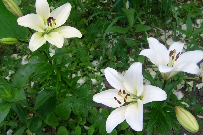 gradina 2008 032