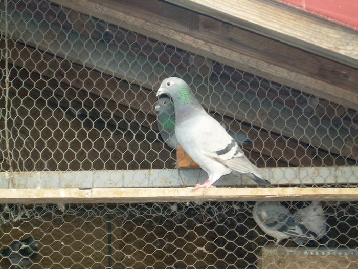 15.03.2009 015; porumbei 2008

