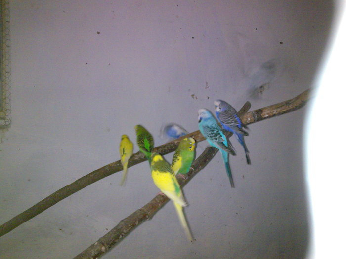 Imagine019 - DECEMBRIE 2009