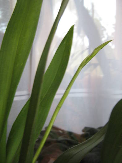 IMG_0604 - orhidee miltonia