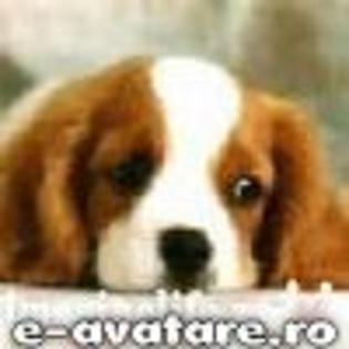 avatare_gratuite_1911311606491606065ab4c0_61670870