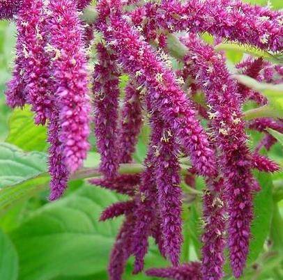 amaranthus1[1] - poze flori