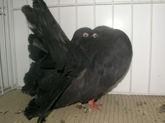 SANY0206 - poze expo 2009