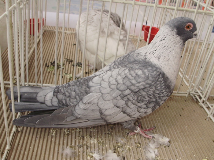 swift sirian 2