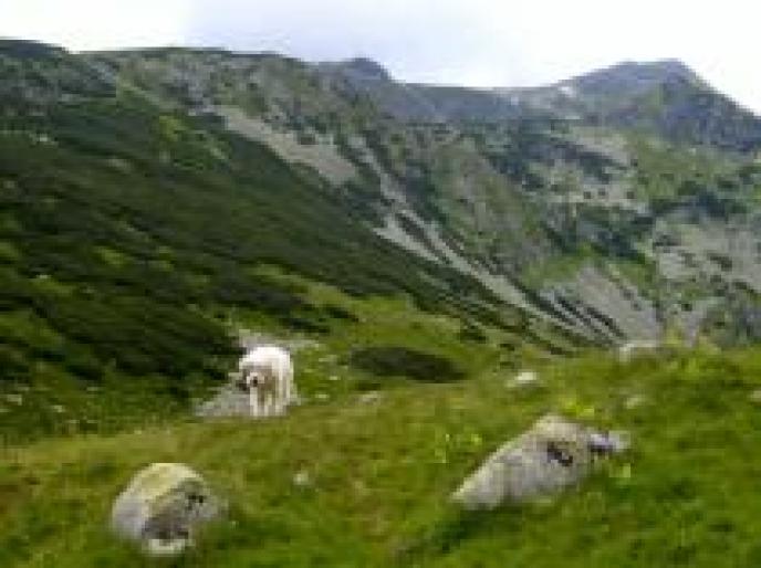 JVEOBBGOJZTGWAJXCAN - ROMANIA-2008