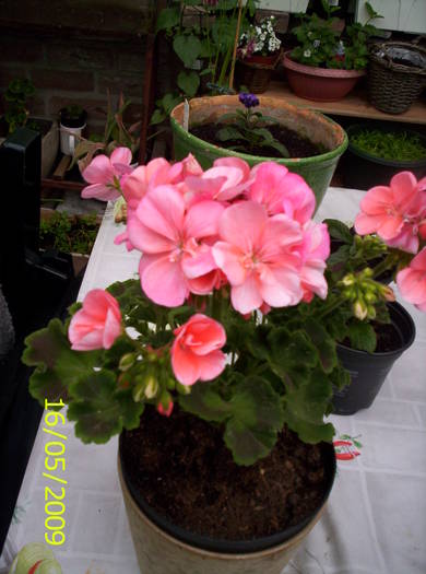 Muscata 16 mai 2009(2)