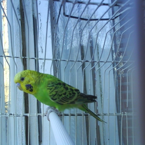 db7406784ef0de91976da174458b8bda - care perus