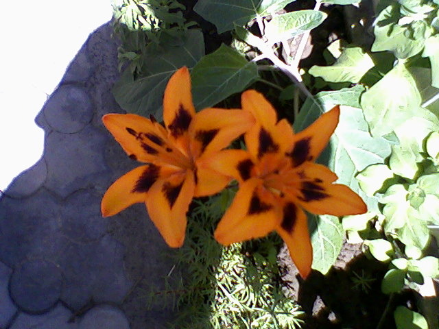 Fotografii-0001 - dragele mele flori 2009