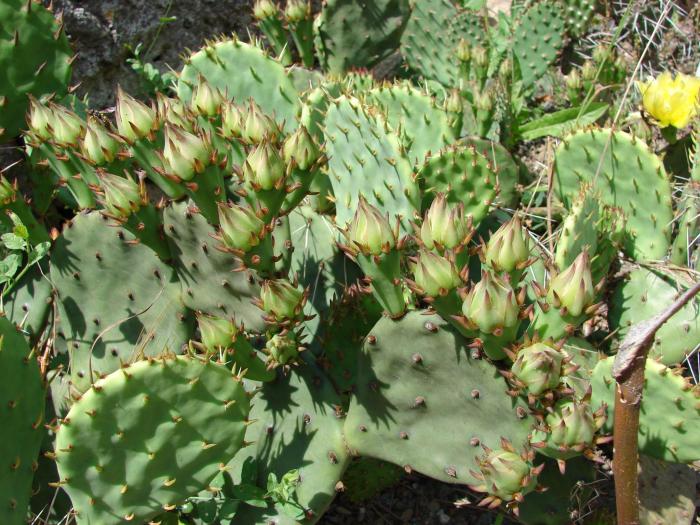 Opuntia humifusa - Cactusi la Mangalia