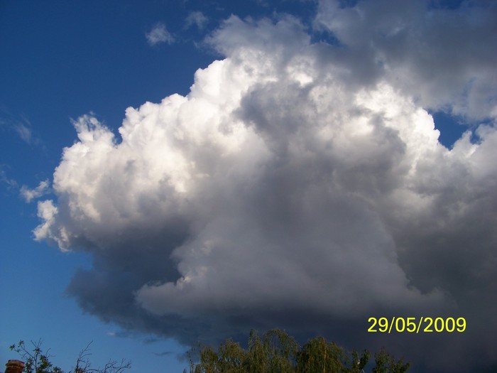 100_2852 - Primavara in curte 2  Timisoara