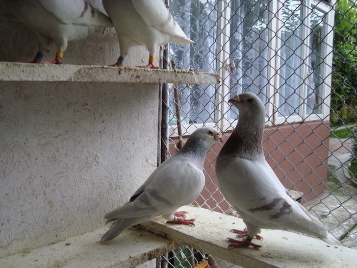 DSC08996 - voiajori standard poze 2009