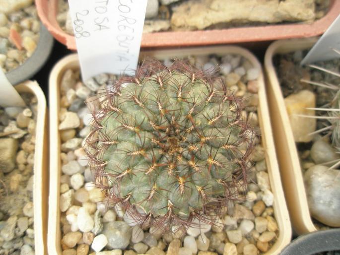 Sulcorebutia mentosa  - CACTUSI - ANUL 2008