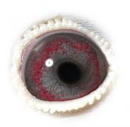 XQXIZXZALMYUOEBNRGS - OCHII PORUMBEILOR