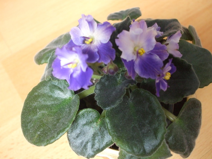 Picture 091 - violete