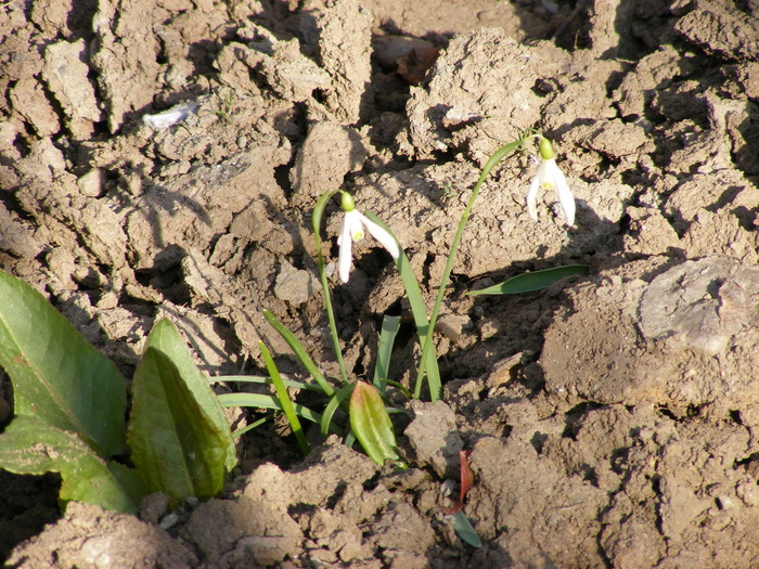 GHIOCEI - FLORI 2009