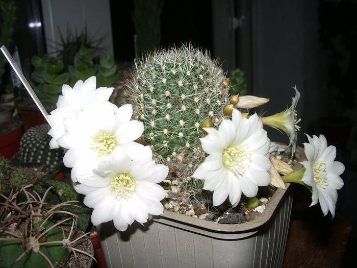 Rebutia x cv Snow White - Rebutia