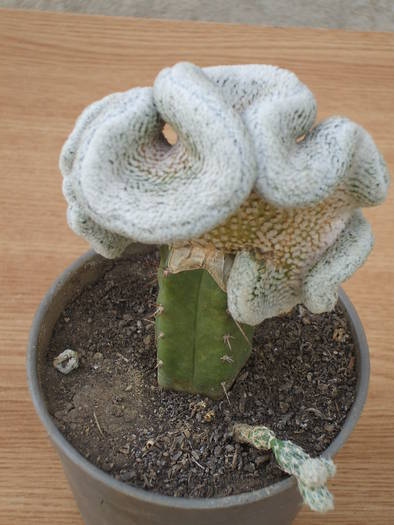 Turbinicarpus f. cristata - colectia mea de cactusi