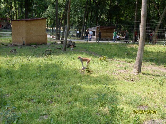 SDC10098 - Gradina zoologica tm