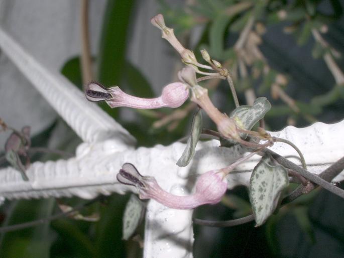 Ceropegia linearis v. woodi