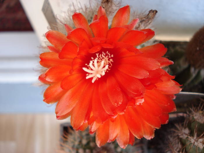 DSC06664 - Cactusi