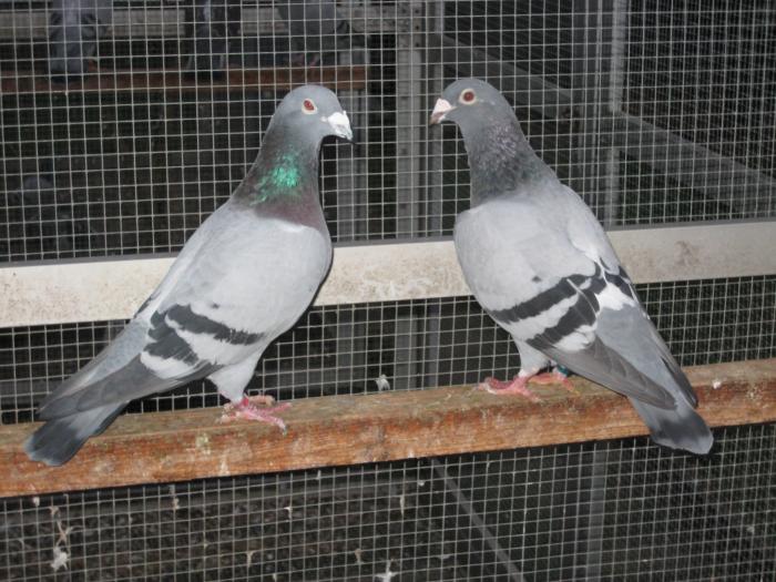 Perechea l.1 Janssen+Hub Hendrix