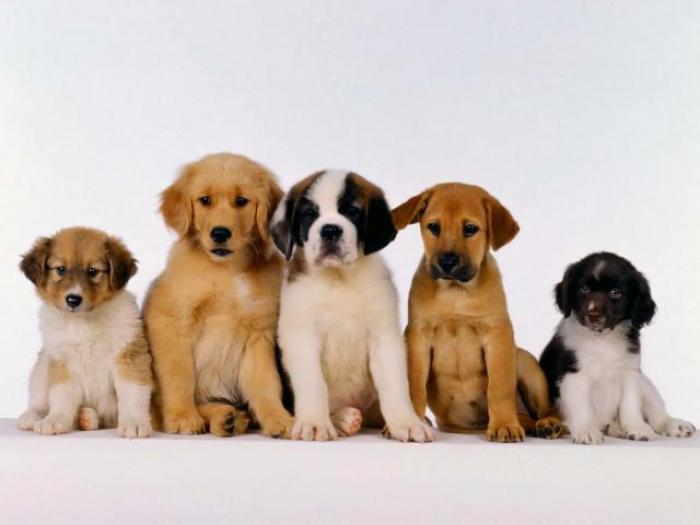 Dogs Wallpaper_ Poze cu Catei 57 - Animale