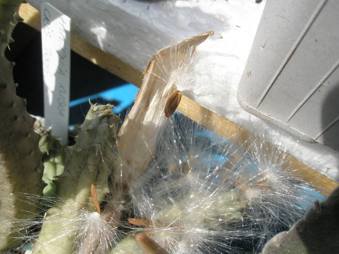 seminte de Huernia schneideriana - detaliu - FRUCTE de cactusi si suculente