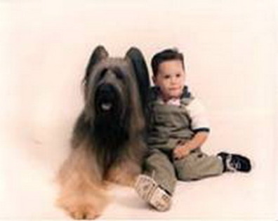 Briard