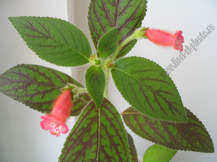 Kohleria Peridots Kitlope 4
