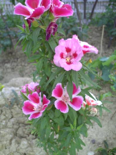 PICT0010