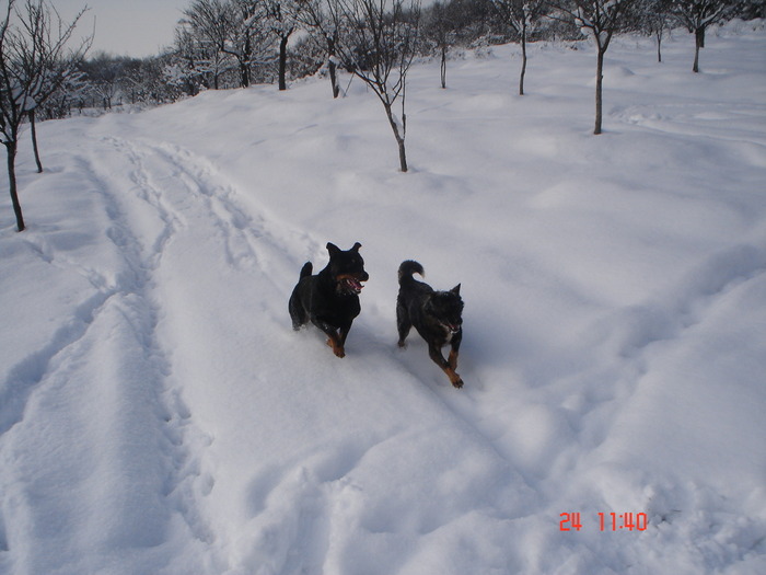 DSC08763 - Bella ianuarie 2010